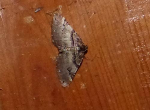 Réf. 244 029 : Earophila badiata